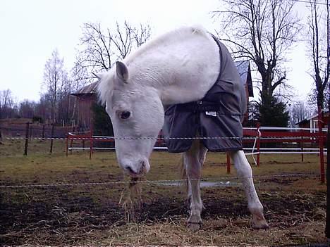 Anden særlig race  Hannibal billede 2