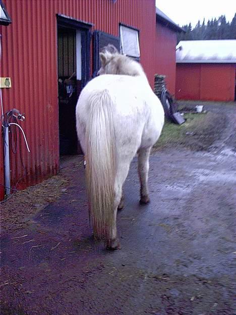 Anden særlig race  Hannibal billede 6
