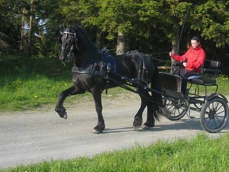 Frieser Ster hingsten Fenaro - ute å kjører vogn=) billede 6