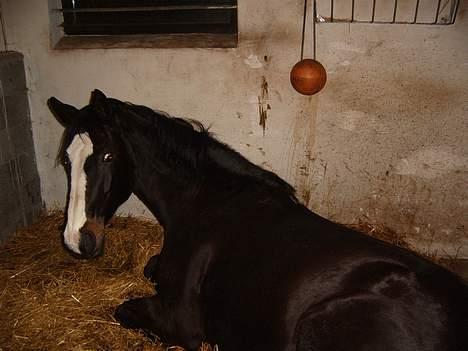 Trakehner Katuska/ †aflivet† - ej du væggede mig.. billede 1