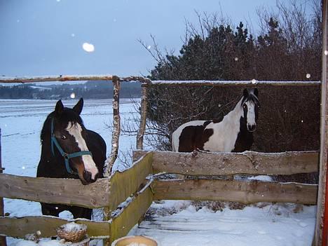 Trakehner Katuska/ †aflivet† - heer står vi ved trassen....!!! billede 2