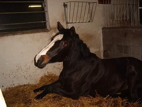 Trakehner Katuska/ †aflivet† - er der mad på vej... så kunne man jo lige rejst sig billede 3