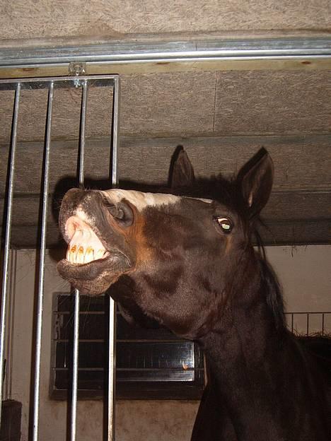 Trakehner Katuska/ †aflivet† - mums en ny lugt... billede 4