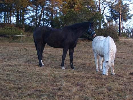 Trakehner Katuska/ †aflivet† - mig og vidjus...!!! billede 5