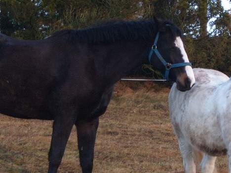 Trakehner Katuska/ †aflivet† billede 6