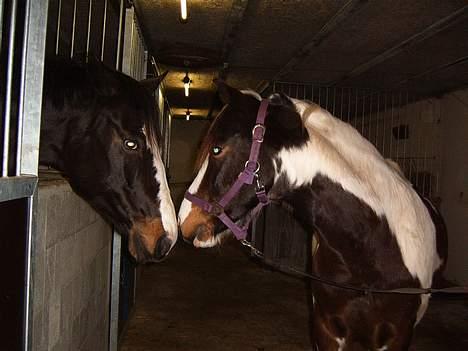 Trakehner Katuska/ †aflivet† - kys kys... hihi billede 8