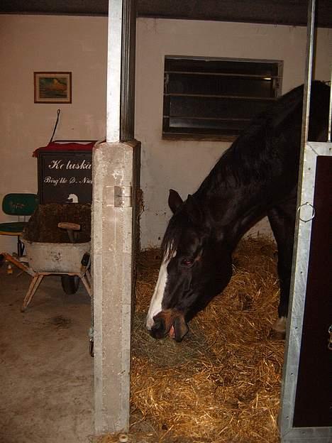 Trakehner Katuska/ †aflivet† billede 9