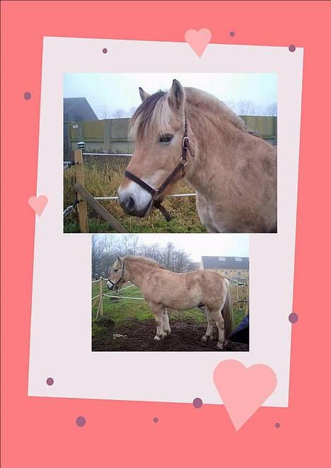 Fjordhest Charlie...Død.. billede 10