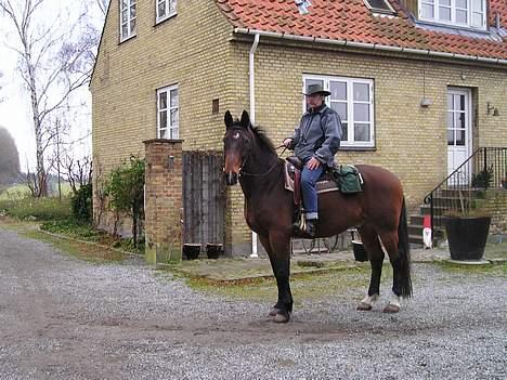Oldenborg Jumbo - de to gamle drenge lige inden en dejlig lang og hyggelig tur til fælden...! hehe.... de hygger sig rigtigt de to med kaffe og hesteguf i sadeltaskerne...! billede 4