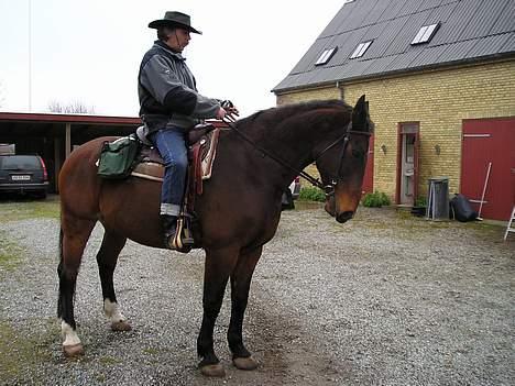 Oldenborg Jumbo - hehe... min far der lige skal prøve hvordan det der  dressur virker...! og jumbo gør jo bare som han bliver bedt om...! dejlige hest...! billede 10