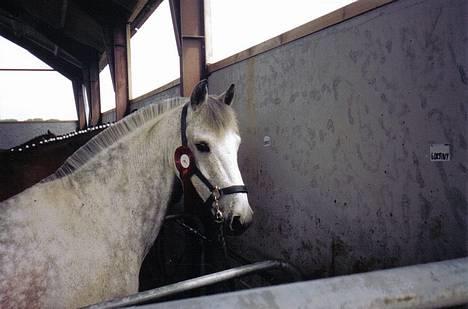 Anden særlig race Beauty Boy - Hans anden rosette i spring! billede 8