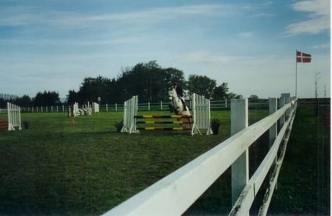 Anden særlig race Beauty Boy - Hans første springstævne med min veninde! billede 9