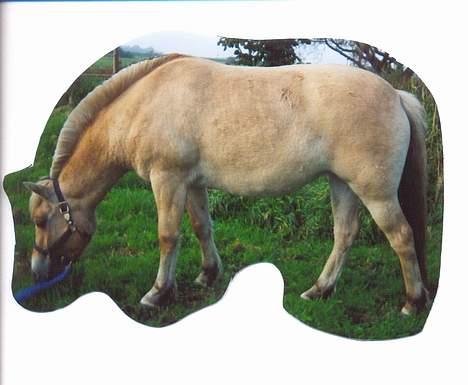 Fjordhest Fjella *solgt* billede 2