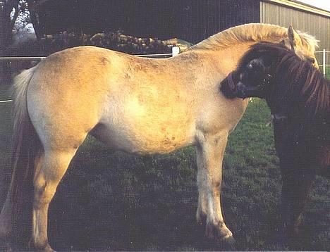 Fjordhest Fjella *solgt* billede 3