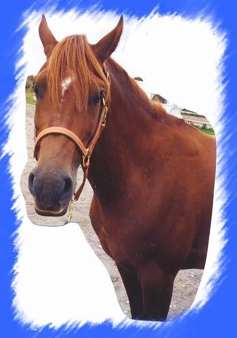 Anden særlig race Dagalin *solgt* billede 3