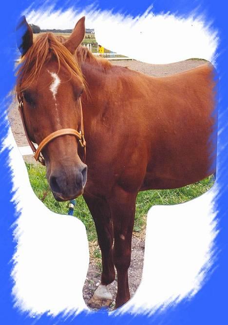 Anden særlig race Dagalin *solgt* billede 4