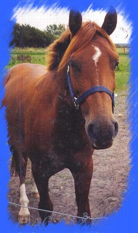 Anden særlig race Dagalin *solgt* billede 5