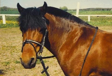 Gotlandsruss Daisy *RIP* :´o( - forår 95 billede 7