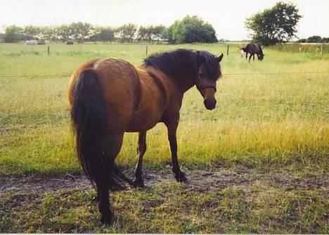 Gotlandsruss Daisy *RIP* :´o( - sommer 94 billede 8