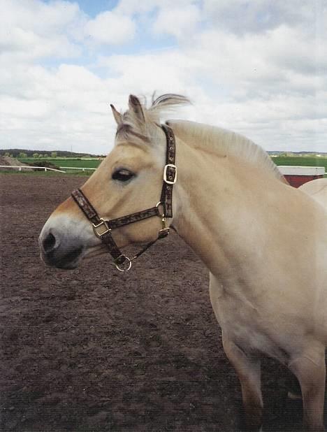 Fjordhest MUNKHAVENS CILLA billede 8