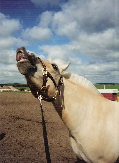 Fjordhest MUNKHAVENS CILLA billede 9