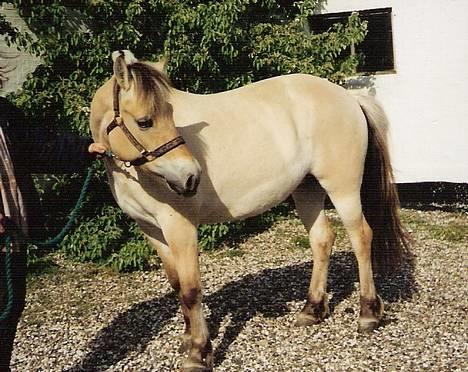 Fjordhest MUNKHAVENS CILLA billede 10