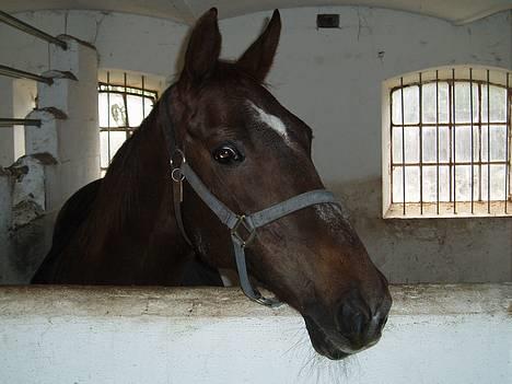 Fuldblod (XX) Linka - hmmm... kommer der noget mad nu.. billede 1