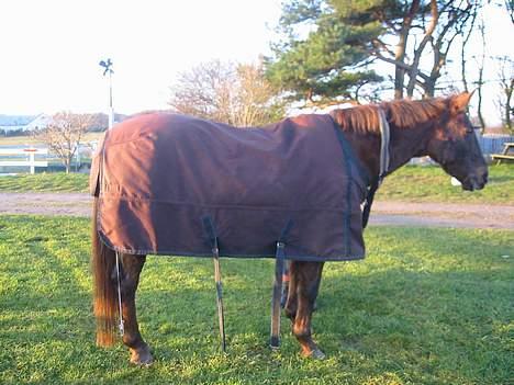 Fuldblod (XX) Linka billede 2