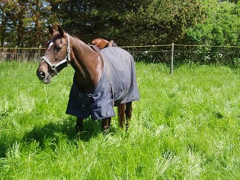 Fuldblod (XX) Linka billede 3