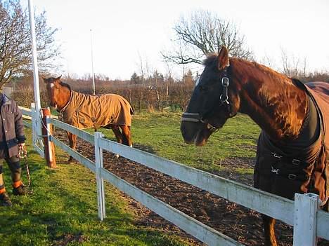 Fuldblod (XX) Linka billede 5