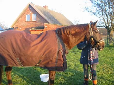 Fuldblod (XX) Linka billede 4