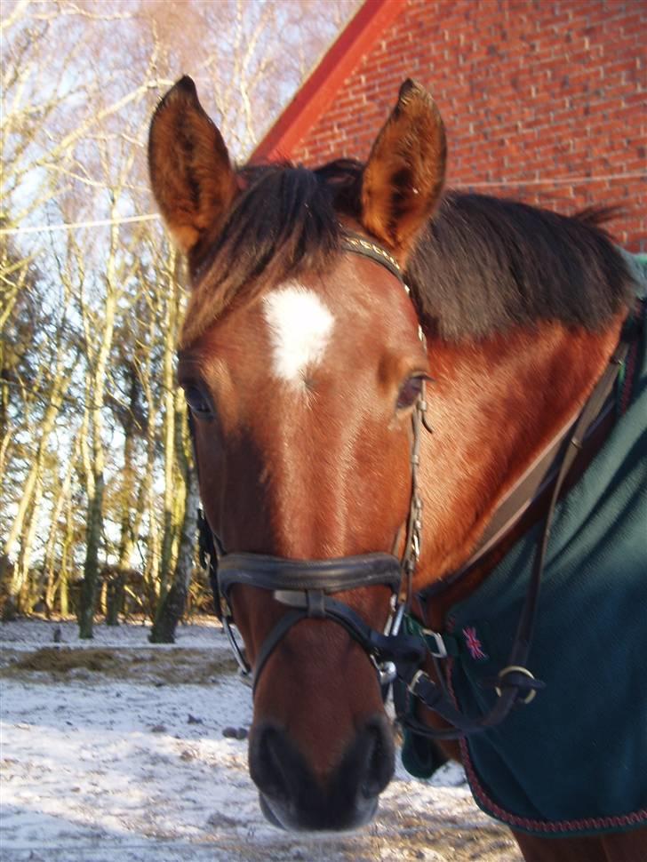 Oldenborg Sille - Jeg er sikker på at der er nogle der kommer med noget til mig. billede 1