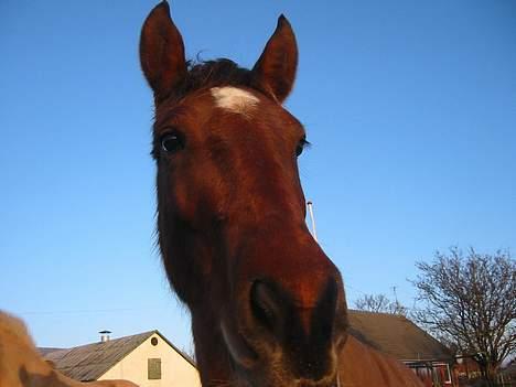 Oldenborg Sille billede 2