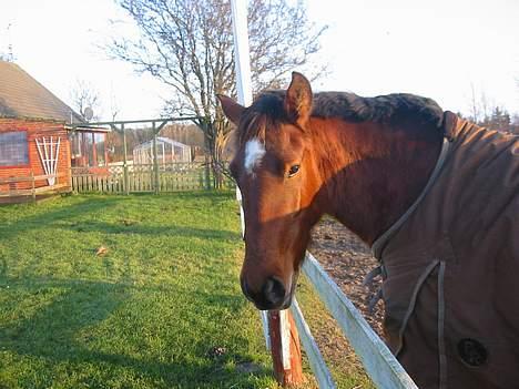 Oldenborg Sille billede 4