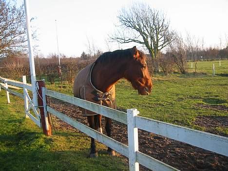 Oldenborg Sille billede 6