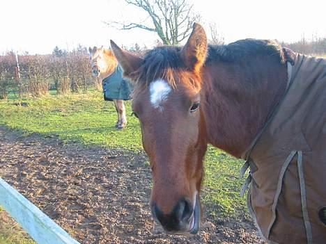 Oldenborg Sille billede 7