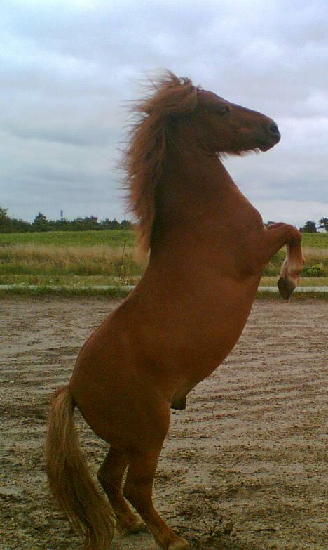 Shetlænder Magic Flame Zigzag <3 - LOOK! MIN dejlige pony kan stejle på komando - men øhh.... hvad kan den ikk?!?! billede 1