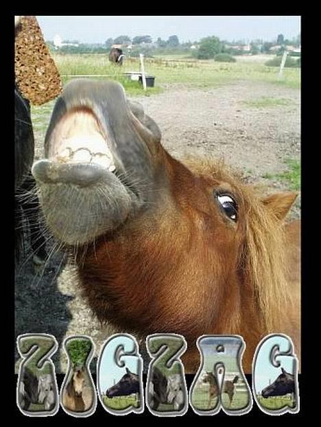 Shetlænder Magic Flame Zigzag <3 - ZIgzag ELSKER altså også mad :-) billede 2