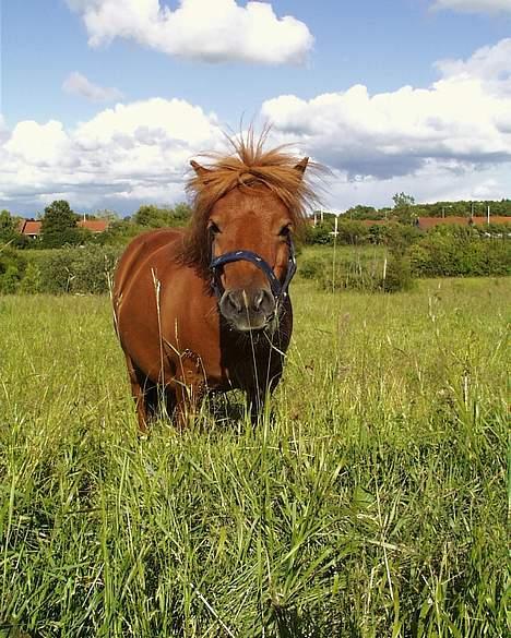 Shetlænder Magic Flame Zigzag <3 - Min smukke skat på sommergræs.....!! billede 3