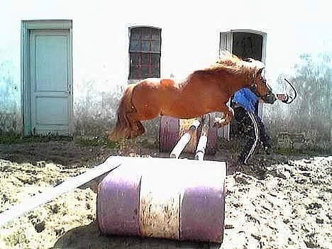 Shetlænder Magic Flame Zigzag <3 - Zigzag flyver jo bare. Men HOV hvor er vingerne.....?? billede 5