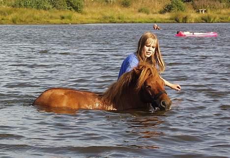 Shetlænder Magic Flame Zigzag <3 - Zigzag sammen med min gode veninde Sanne I VAND :) billede 4