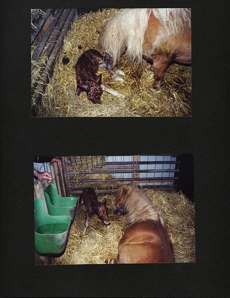 Shetlænder Magic Flame Zigzag <3 - Se lige ponyen som baby ! Er han ikk´ sød ? billede 6