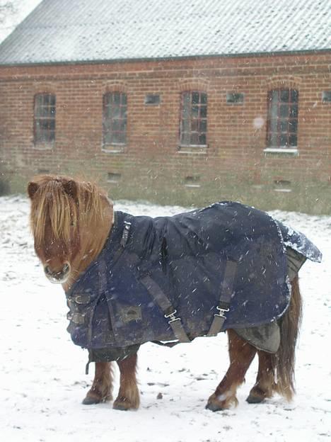 Shetlænder Magic Flame Zigzag <3 - Zigzag im snow :o) billede 7