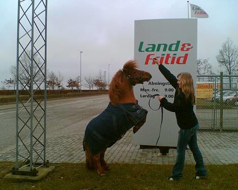 Shetlænder Magic Flame Zigzag <3 - Til opvisning ... ponyen vil ikk´ være våd . Hader vand i ørene :P billede 8