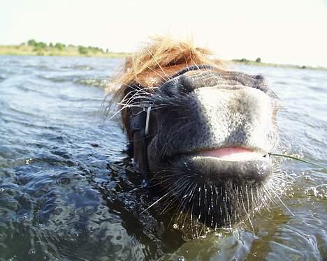 Shetlænder Magic Flame Zigzag <3 - Zigzag er en rigtig "vand-hund" billede 9