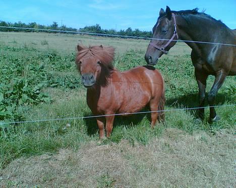 Shetlænder Magic Flame Zigzag <3 - Zigzag & Locir <3 billede 10