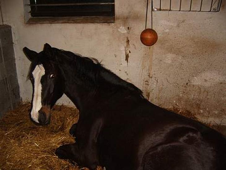 {{currentPhoto.altText}} billede {{currentPhoto.number}}