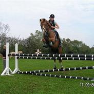 New Forest Hoppenshof's Sergio . 