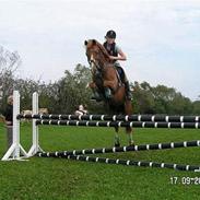 New Forest Hoppenshof's Sergio . 