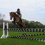 New Forest Hoppenshof's Sergio . 